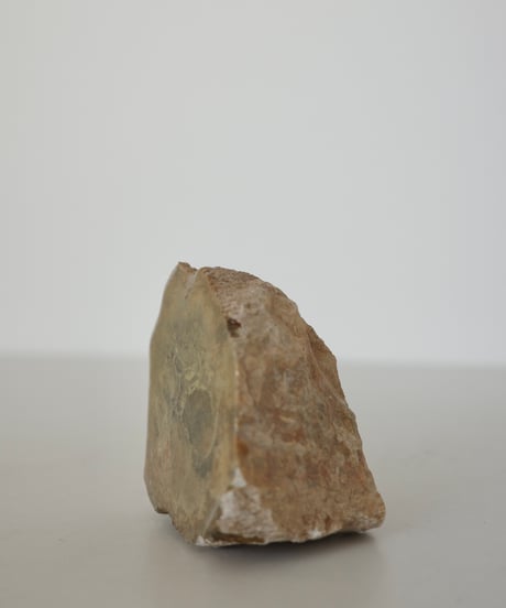 Petrified Wood