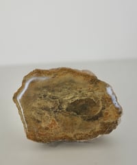 Petrified Wood