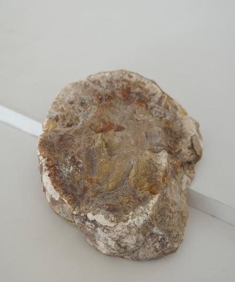 Petrified Wood