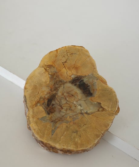 Petrified Wood