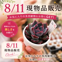 S1~S94　現物品販売　2026.8.11販売分