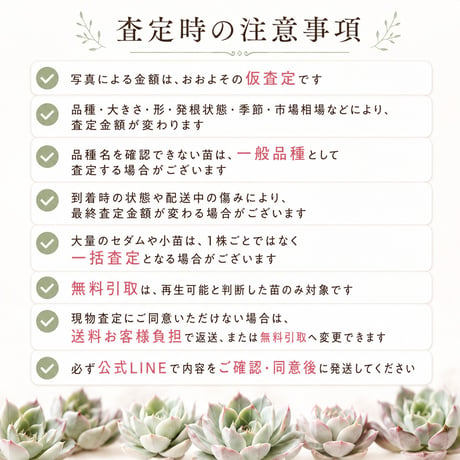 多肉植物 お引き取り・買取サービス