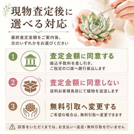 多肉植物 お引き取り・買取サービス