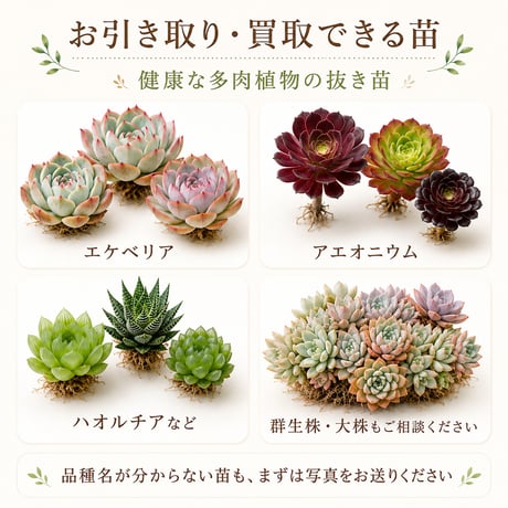 多肉植物 お引き取り・買取サービス