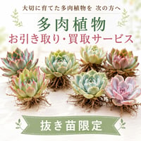 多肉植物 お引き取り・買取サービス