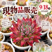 61~180　現物品販売　2026.9.18販売分
