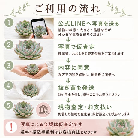多肉植物 お引き取り・買取サービス