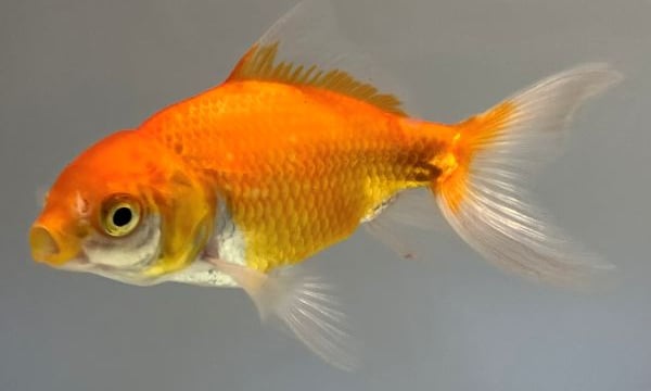 きんぎょ本舗