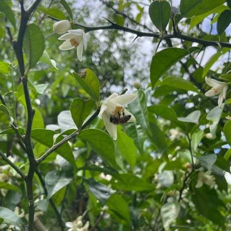 2026新蜜‼【馬場養蜂園】　島根県産百花はちみつ　―土地の恵みと感謝が織りなす奇跡の蜜―