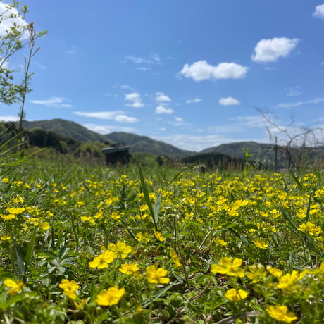 2026新蜜‼【馬場養蜂園】　島根県産百花はちみつ　―土地の恵みと感謝が織りなす奇跡の蜜―