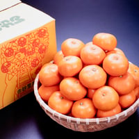 【1月上旬～中旬】三ヶ日青島みかん