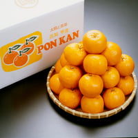 【１月～１月中旬】ポンカン