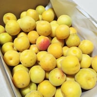 【クール便でお届け】自然栽培・自然落下完熟梅 １㎏/２㎏