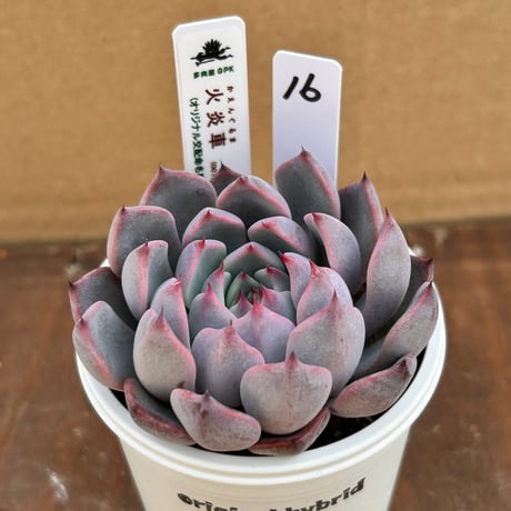 多肉屋GPK命名株 NO１６