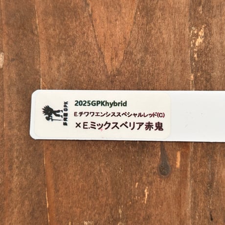 多肉屋ＧＰＫ  オリジナルhyb  ＮＯ７