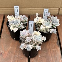 セダム　プロリフェラ錦