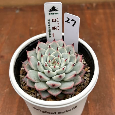 多肉屋GPK命名株 NO２７