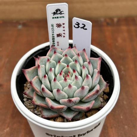 多肉屋GPK命名株 NO３２