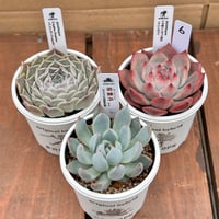 多肉屋GPK命名株セット NO6