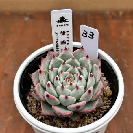 多肉屋GPK命名株 NO３３