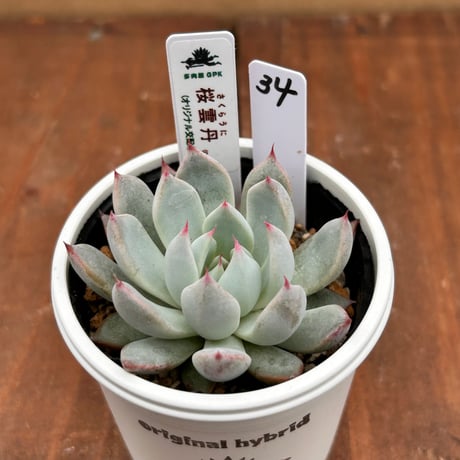 多肉屋GPK命名株 NO３４