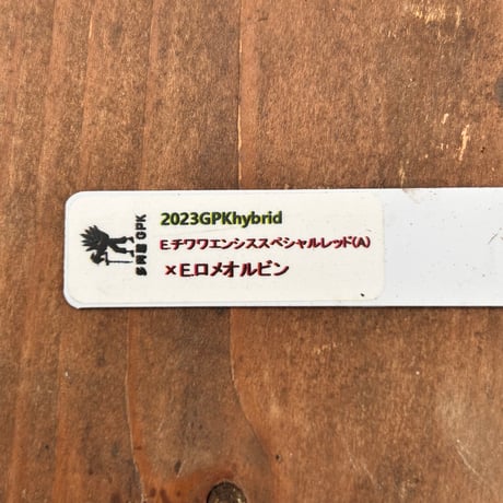 多肉屋ＧＰＫ  オリジナルhyb  NO３９