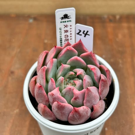 多肉屋GPK命名株 ＮＯ２４