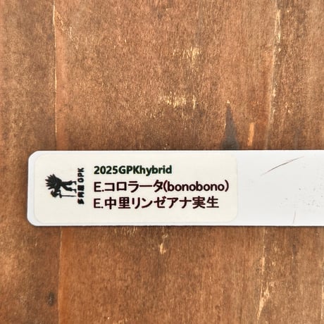 多肉屋ＧＰＫ  オリジナルhyb  NO２５