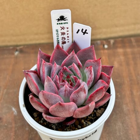 多肉屋GPK命名株  NO１4