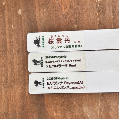 多肉屋GPK命名株セット NO5