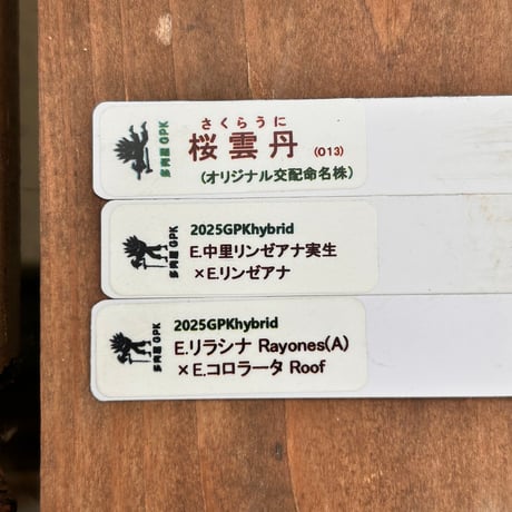 多肉屋GPK命名株セット NO7