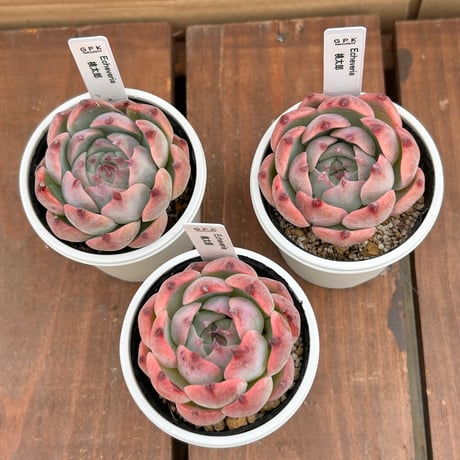 エケベリア 桃太郎