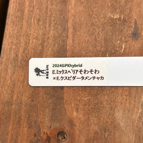 多肉屋ＧＰＫ  オリジナルhyb  NO４７