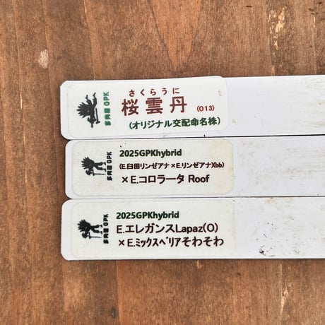 多肉屋GPK命名株セット NO4
