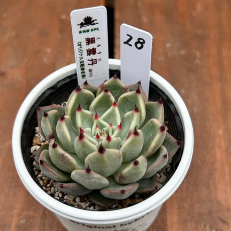 多肉屋GPK命名株 ＮＯ２８