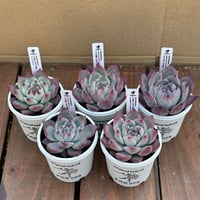 多肉屋ＧＰＫ  リンゼアナ交配セット