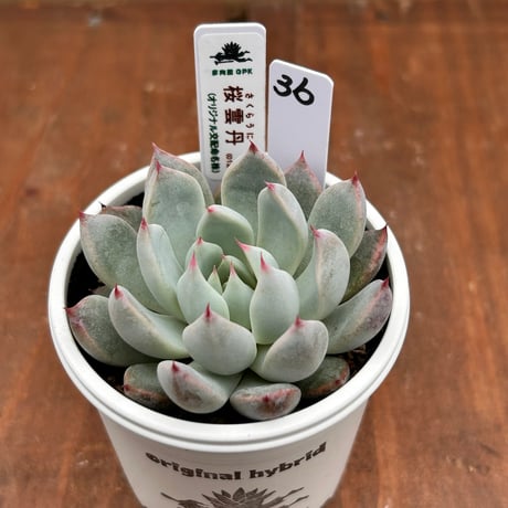 多肉屋GPK命名株 NO３6
