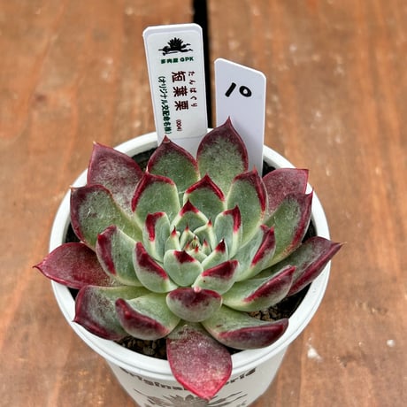 多肉屋GPK命名株 NO１0