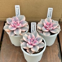グラプトペタラム　パープルデライト錦