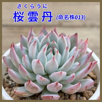多肉屋GPK命名株 NO３４