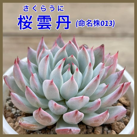 多肉屋GPK命名株 NO３４