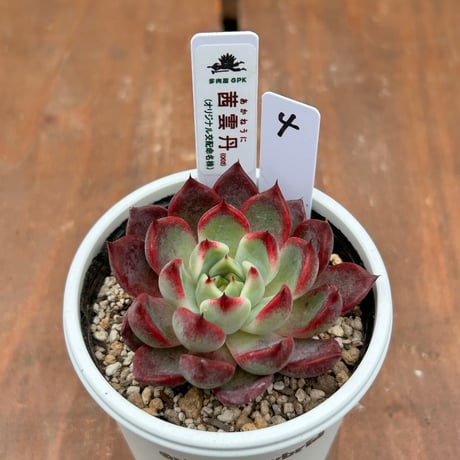 多肉屋GPK命名株 NO4