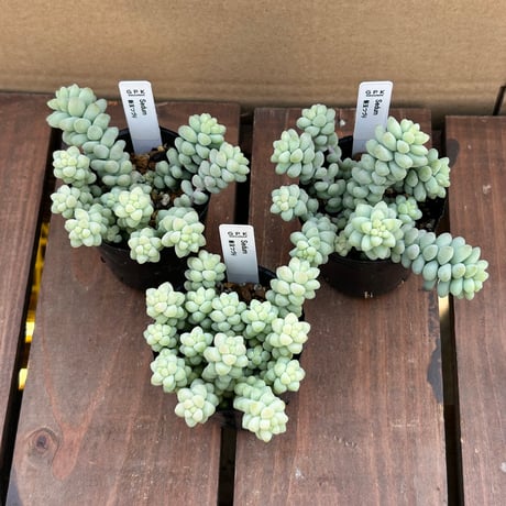 セダム 新玉つずり
