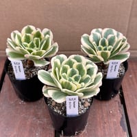 アエオニウム マイバッハ
