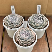 エケベリア メキシカンスノーボール錦