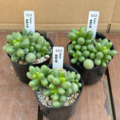 セダム 緑亀の卵