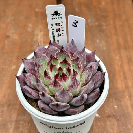 多肉屋GPK命名株  NO3