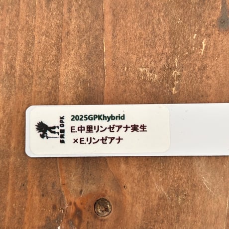 多肉屋ＧＰＫ  オリジナルhyb  NO２２