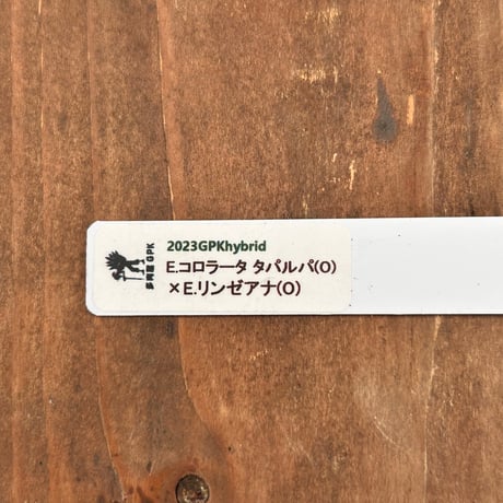 多肉屋ＧＰＫ  オリジナルhyb  NO４３