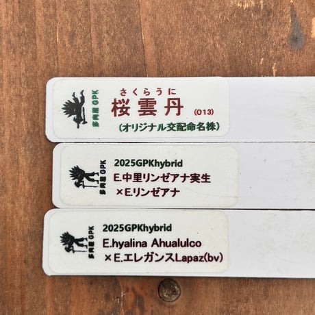 多肉屋GPK命名株セット NO6